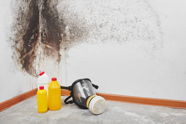Professional Mold Removal in New Hyde Park, NY