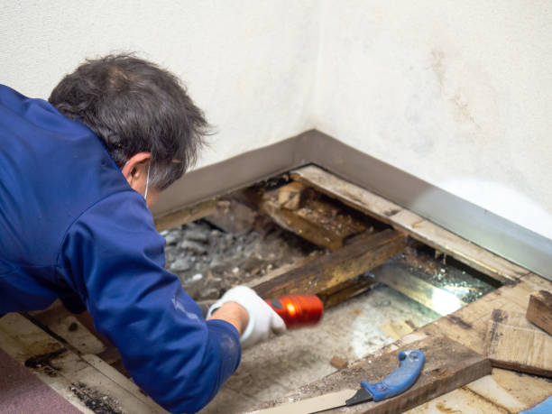 Best Certified Mold Removal  in New Hyde Park, NY