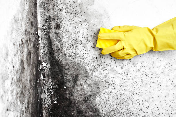Best Crawl Space Mold Removal  in New Hyde Park, NY