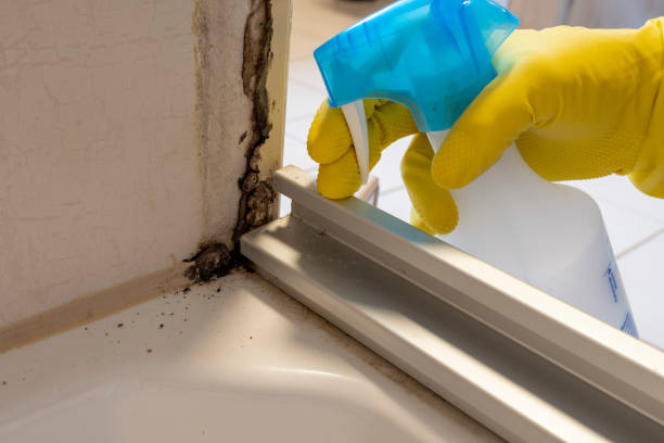 Best Mold Cleaning Services  in New Hyde Park, NY