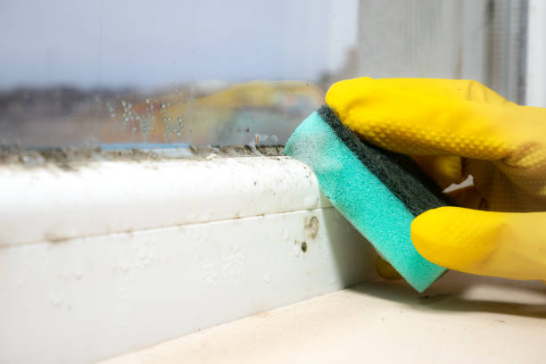 Mold Removal and Inspection in New Hyde Park, NY