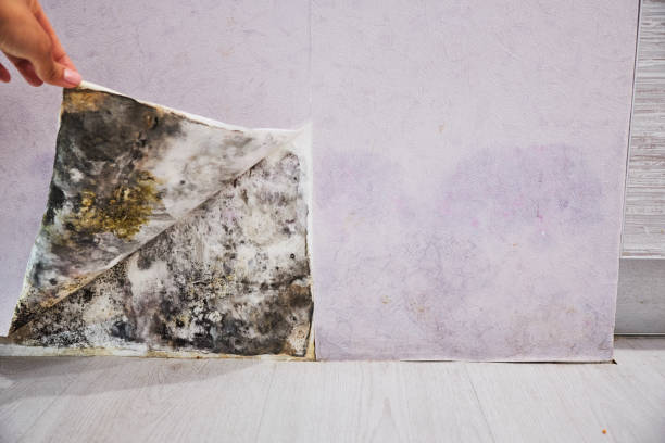 Best Mold Remediation  in New Hyde Park, NY